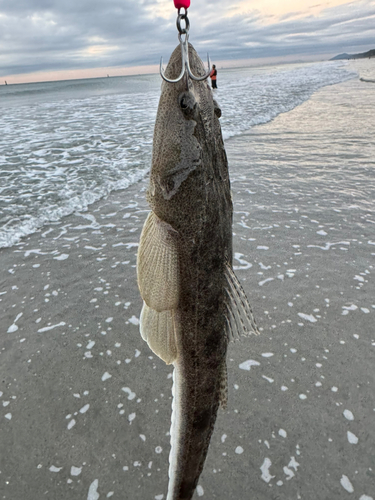 マゴチの釣果