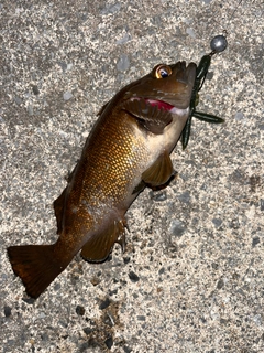 エゾメバルの釣果