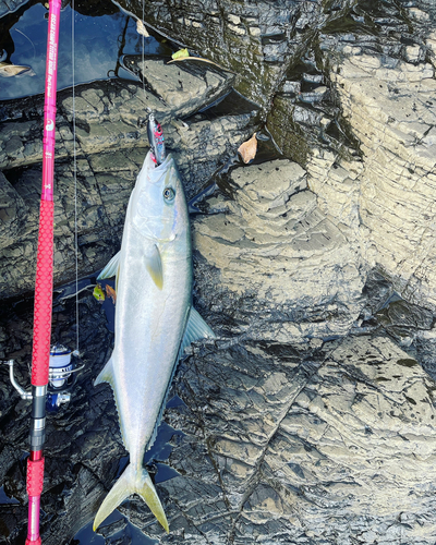 ヒラマサの釣果