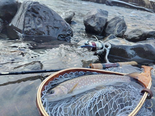 アメマスの釣果