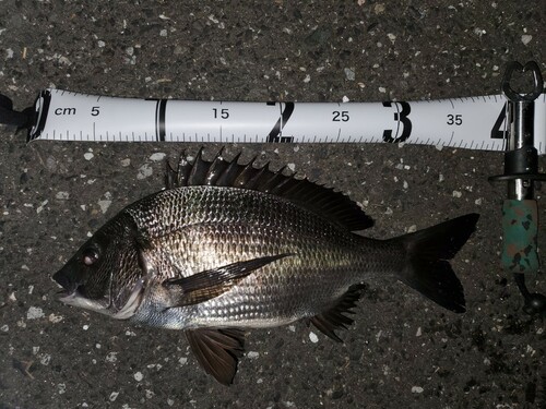 クロダイの釣果