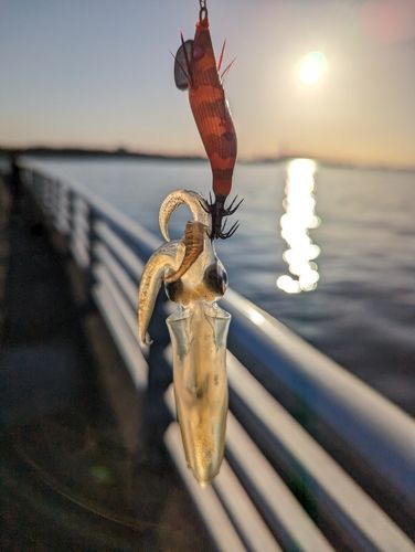 ヒイカの釣果