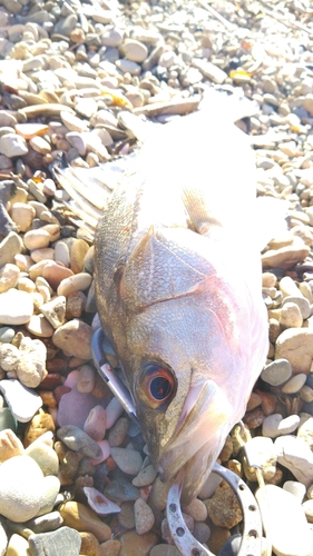 スズキの釣果