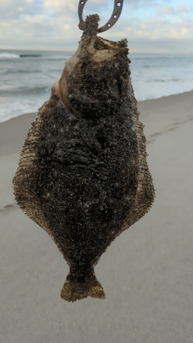 ソゲの釣果