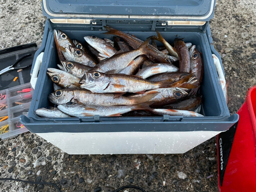 ムツの釣果