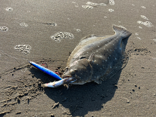 ヒラメの釣果