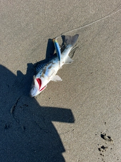 セイゴ（マルスズキ）の釣果