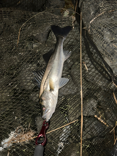 フッコ（マルスズキ）の釣果