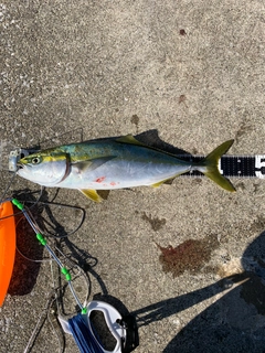 ヤズの釣果