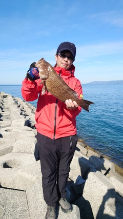 オオモンハタの釣果