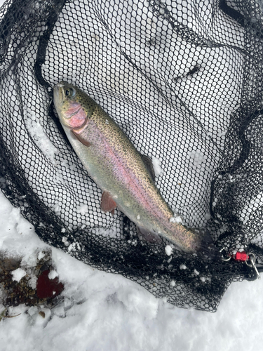 ニジマスの釣果