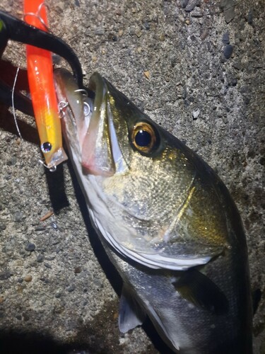 シーバスの釣果