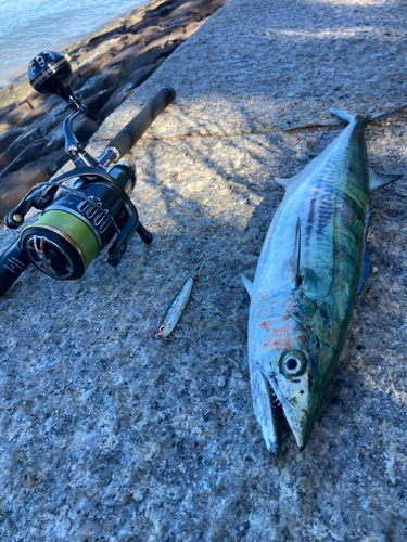 サゴシの釣果