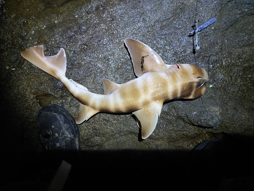 ネコザメの釣果