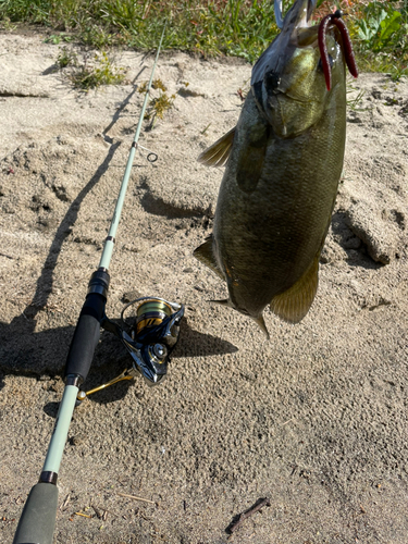 スモールマウスバスの釣果