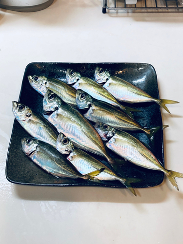 アジの釣果