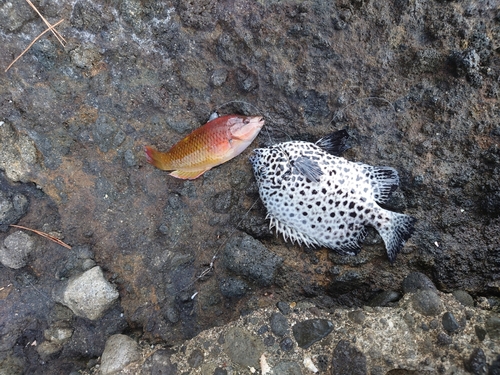 イシガキダイの釣果