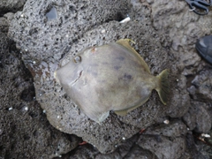 カワハギの釣果