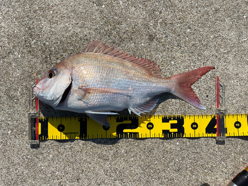 マダイの釣果