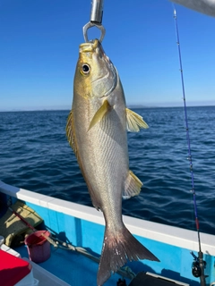 イサキの釣果