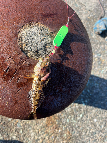 アサヒアナハゼの釣果