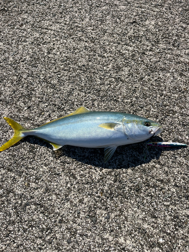 ヤズの釣果