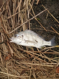 キビレの釣果