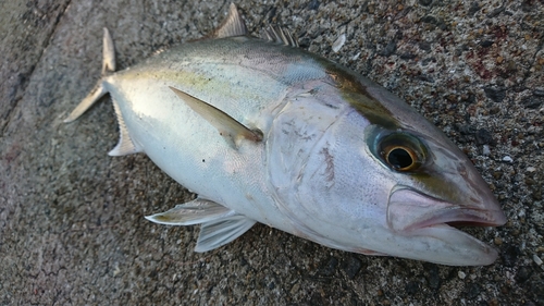 カンパチの釣果