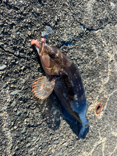 アイナメの釣果