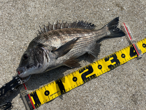 クロダイの釣果