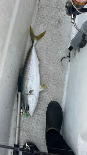 ハマチの釣果