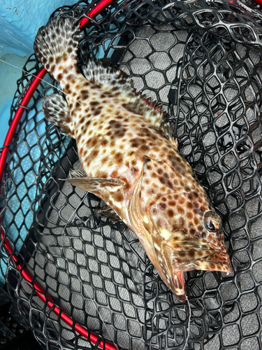 ヒトミハタの釣果