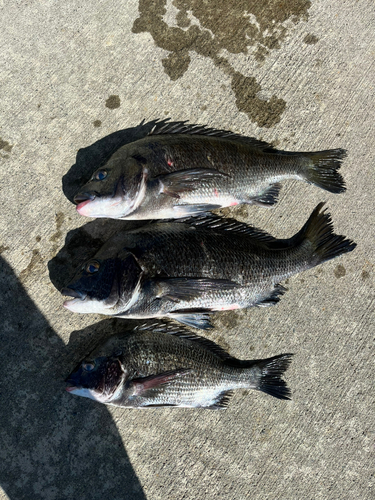 クロダイの釣果