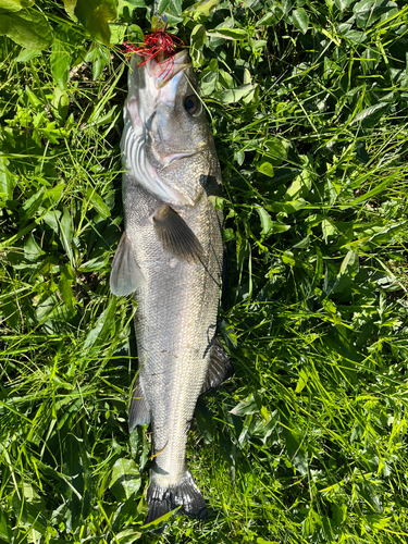 スズキの釣果