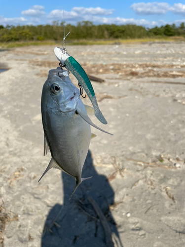 メッキの釣果