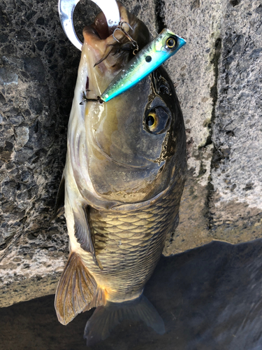 コイの釣果