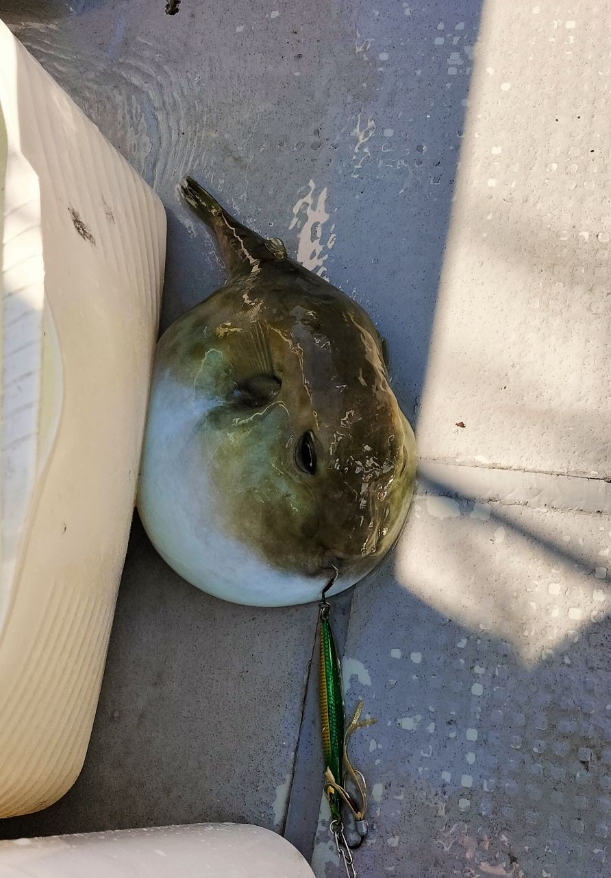 虎ウトの穴❗❗（トラウトアングラー隊）さんの釣果 1枚目の画像