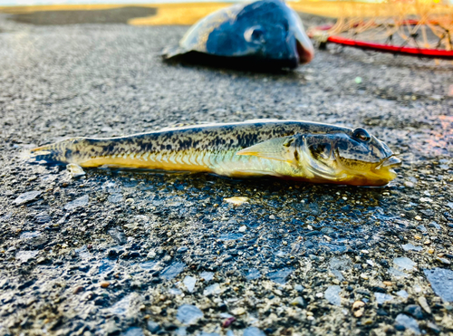 マハゼの釣果