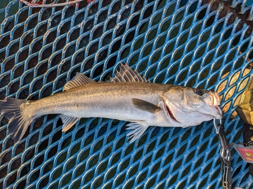 スズキの釣果