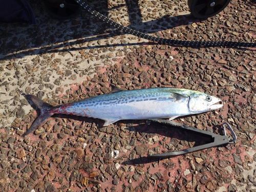 サゴシの釣果