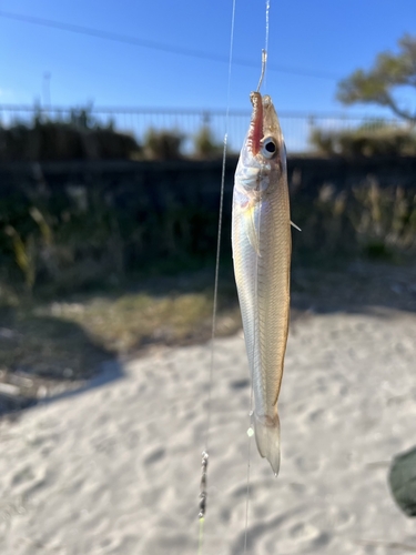 キスの釣果