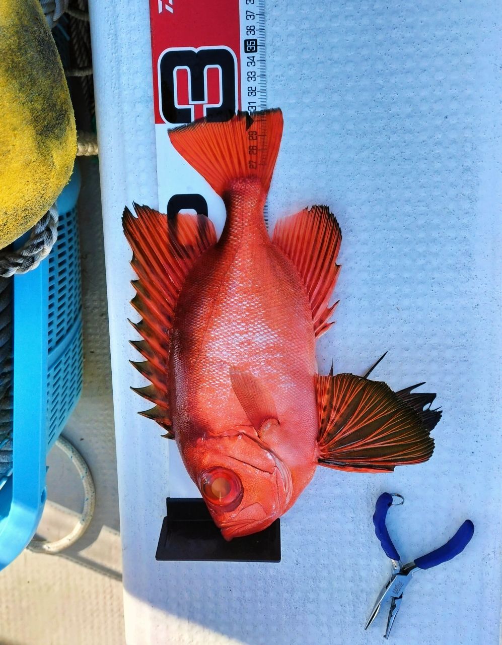 虎ウトの穴❗❗（トラウトアングラー隊）さんの釣果 1枚目の画像