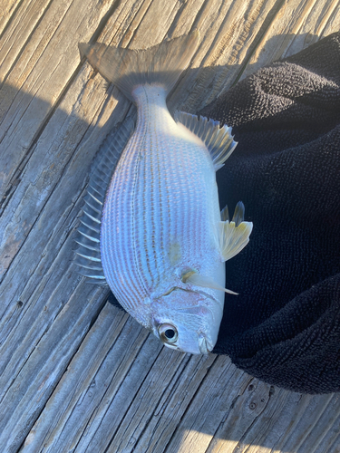 ヘダイの釣果