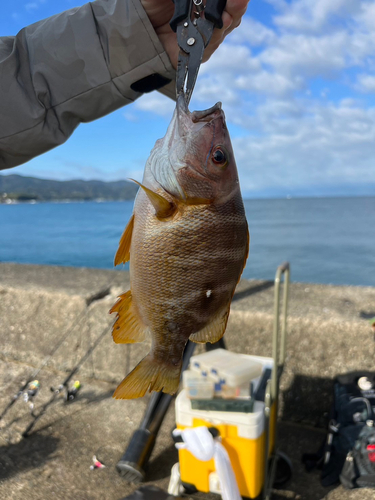 フエフキダイの釣果