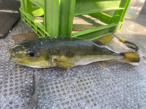 シロサバフグの釣果