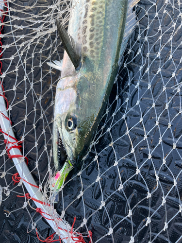 サゴシの釣果