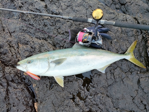 ヤズの釣果