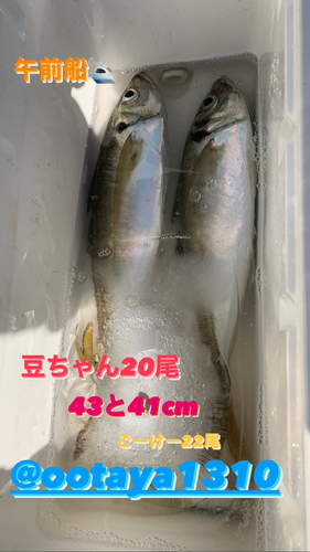 アジの釣果