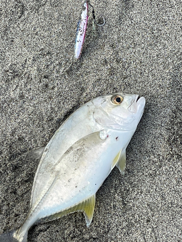 メッキの釣果