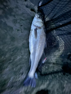 フッコ（マルスズキ）の釣果